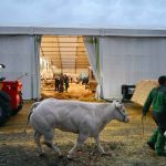 ¿Qué es el virus Shamonda? Síntomas y origen tras la confirmación del primer caso humano en Francia ¿Qué es el virus Shamonda? Síntomas y origen tras la confirmación del primer caso humano en Francia
